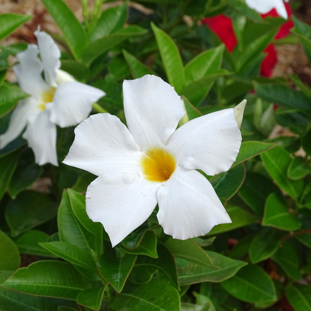 Dipladénia BELLA White
