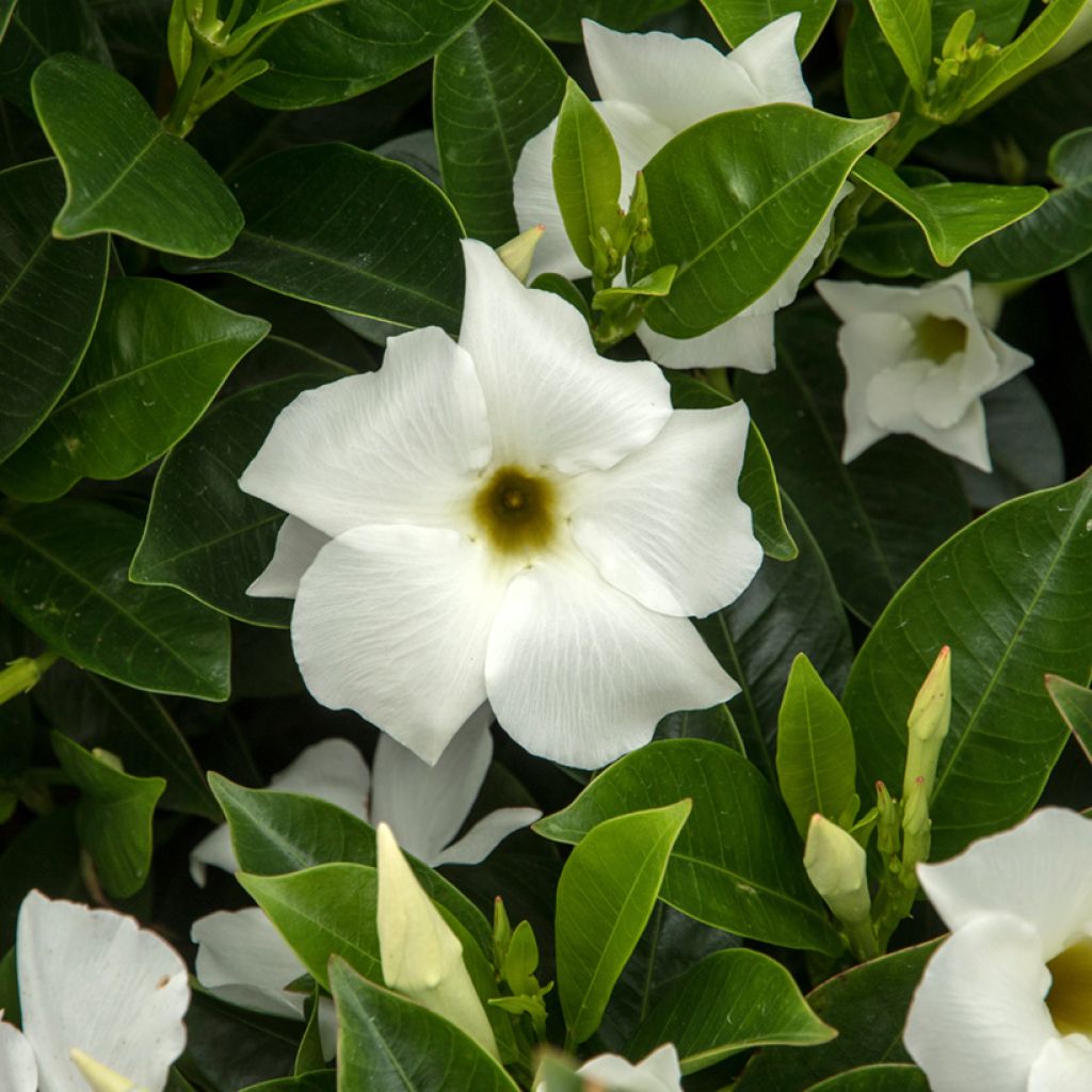 Dipladénia BELLA White