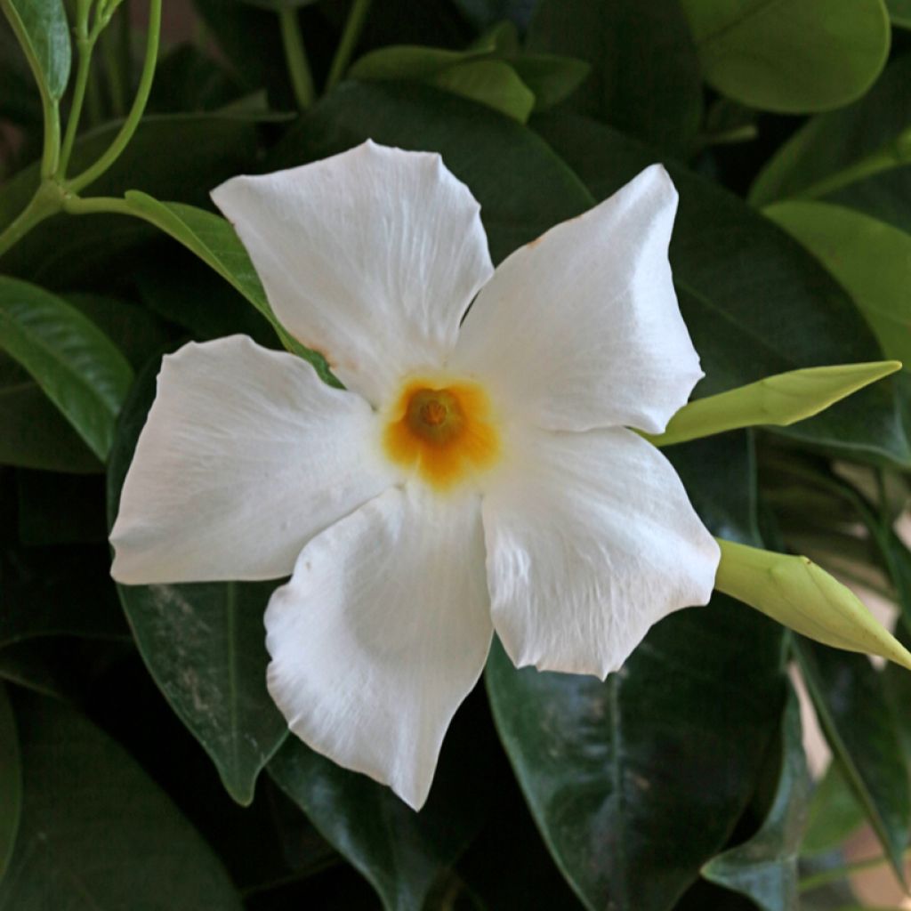 Dipladénia BELLA White