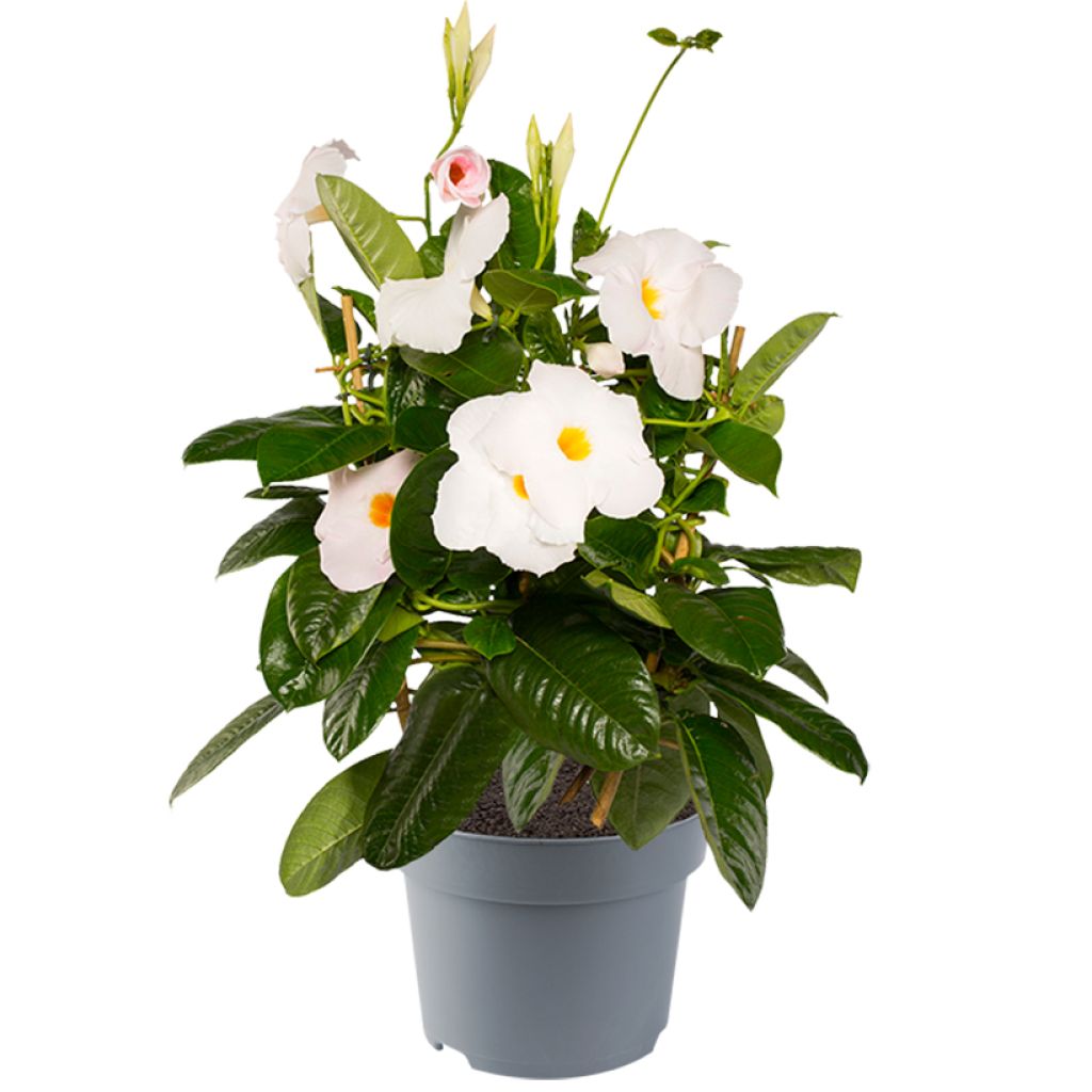 Dipladenia diamantina Jade XXL White - Mandevilla