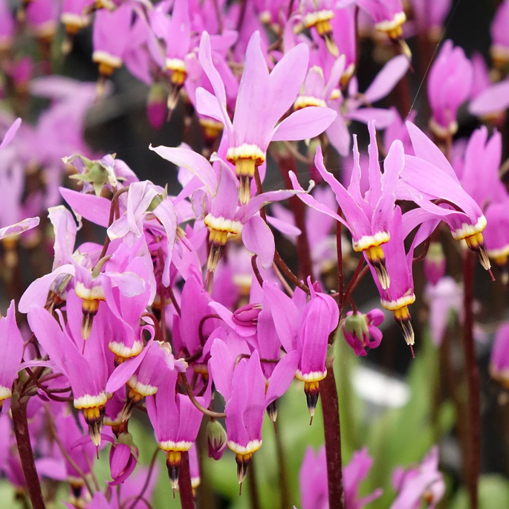 Dodecatheon meadia Queen Victoria