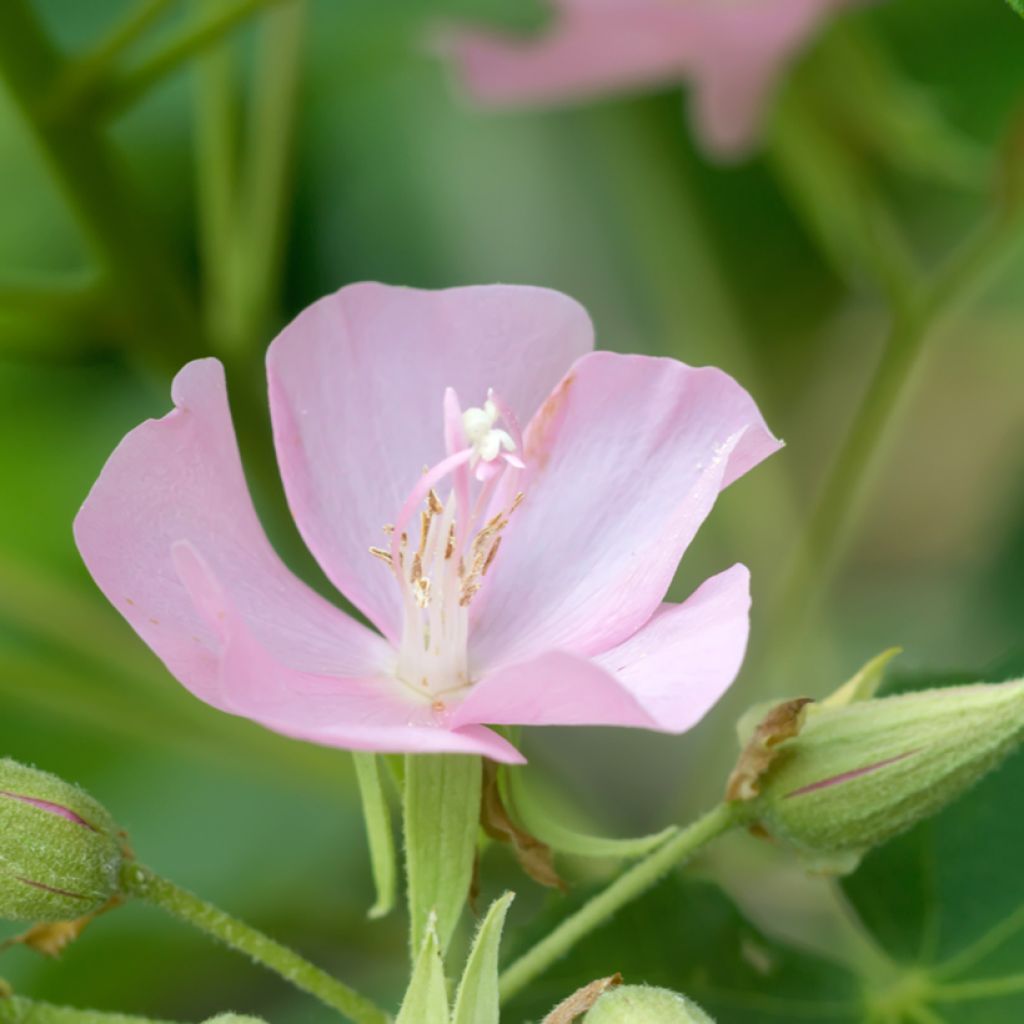 Dombeya x cayeuxii