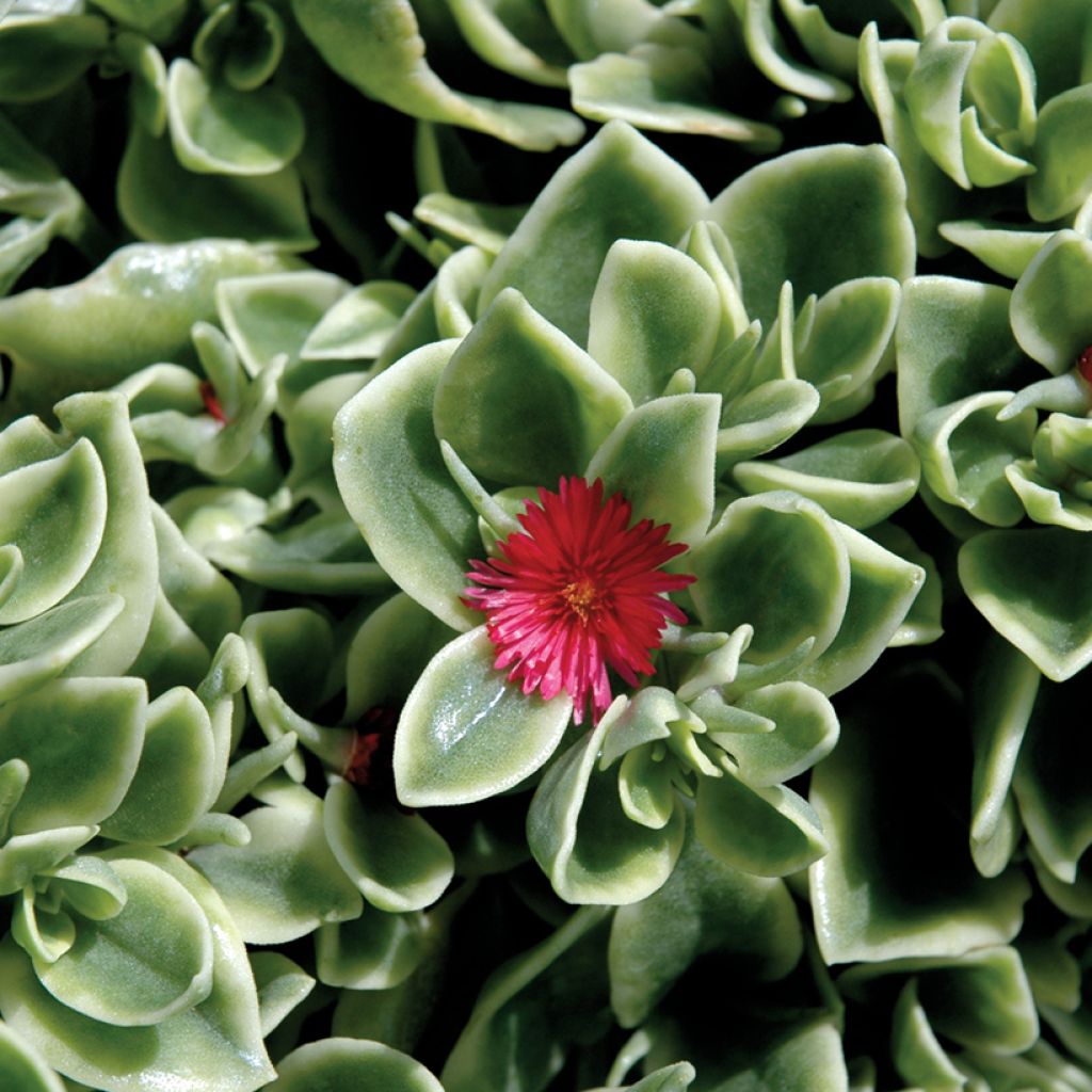 Mesembryanthemum Mezoo