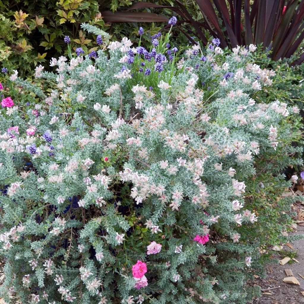 Dorycnium hirsutum Little Boy Blue