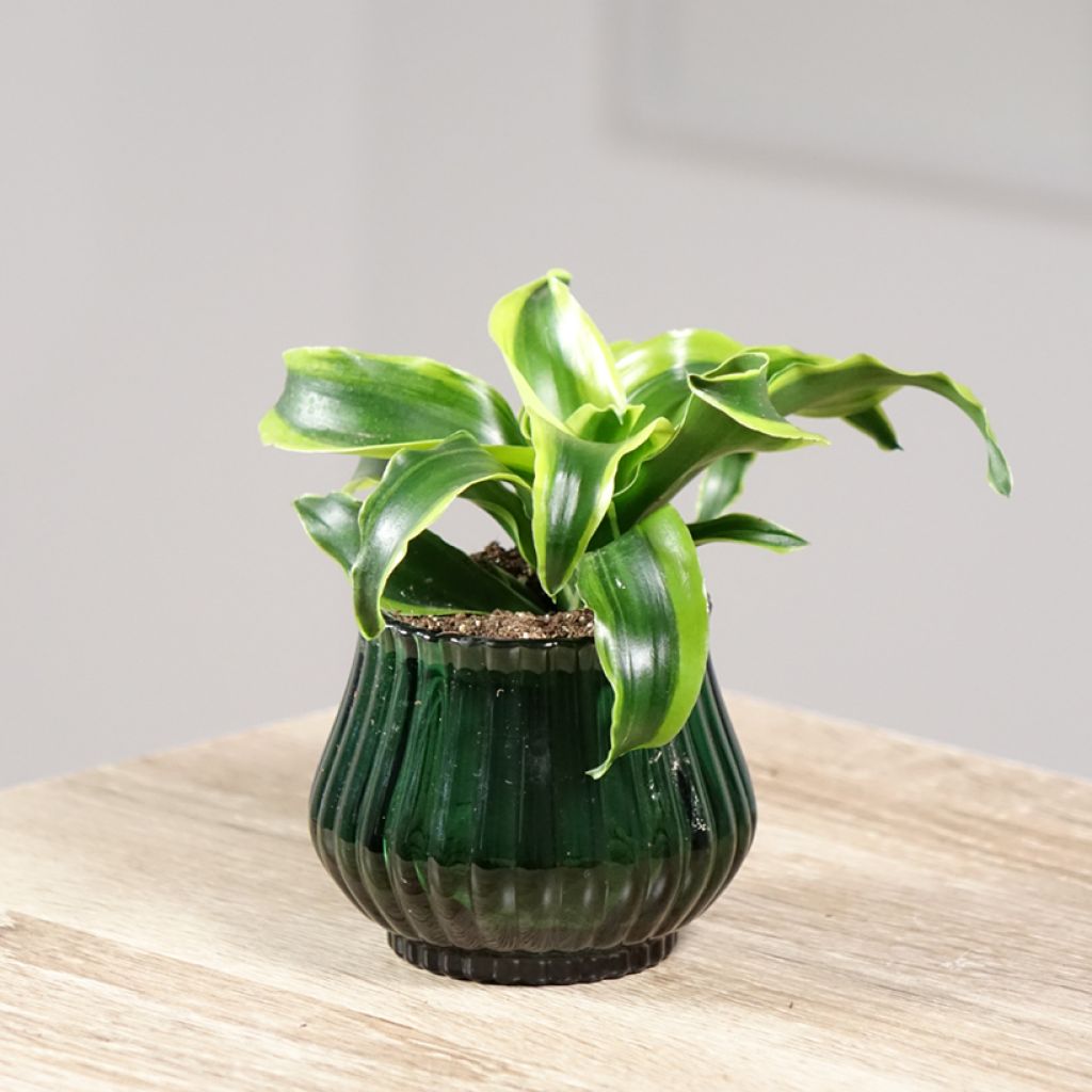 Dracaena Dragontree Tornado - Dragonnier 