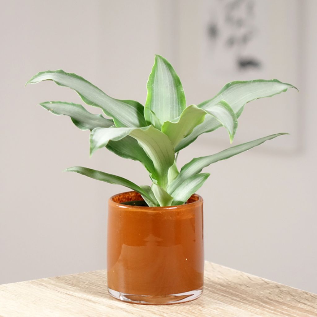 Dracaena Hawaii - Dragonnier 