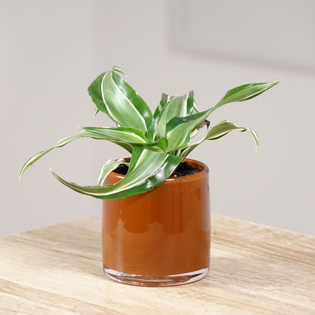 Dracaena Kanzi - Dragonnier