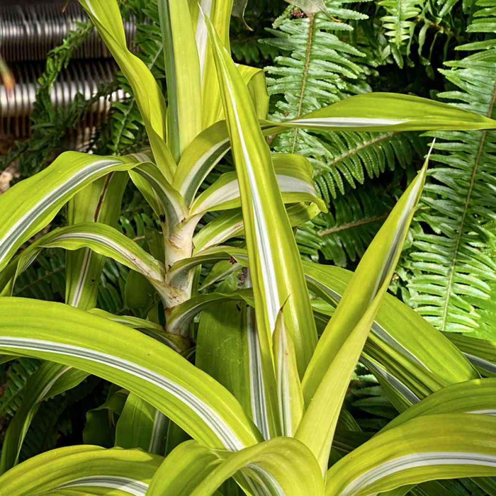 Dracaena Lemon Surprise - Dragonnier 