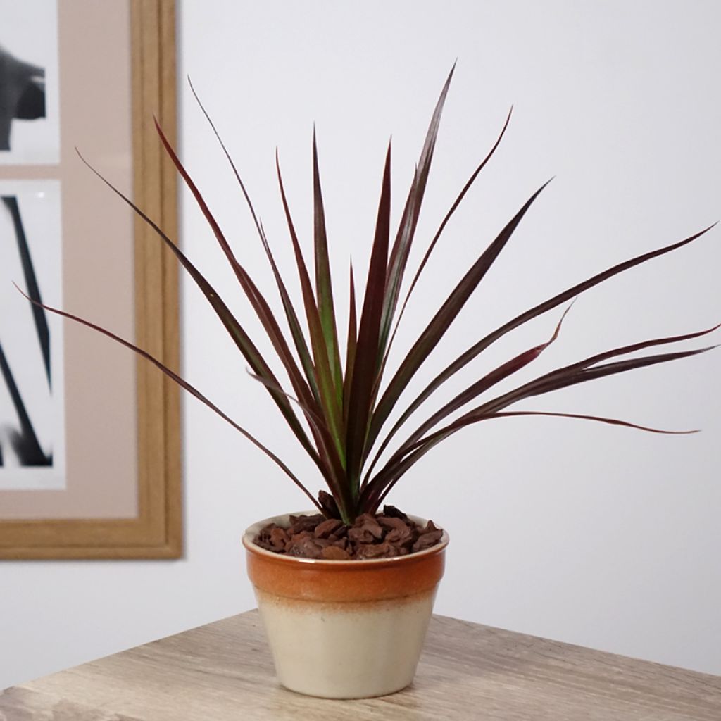 Dracaena Magenta - Dragonnier de Madagascar