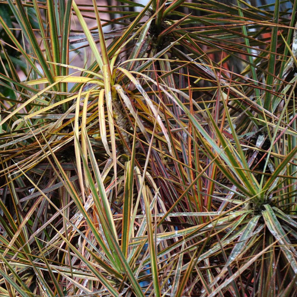 Dracaena Magenta - Dragonnier de Madagascar