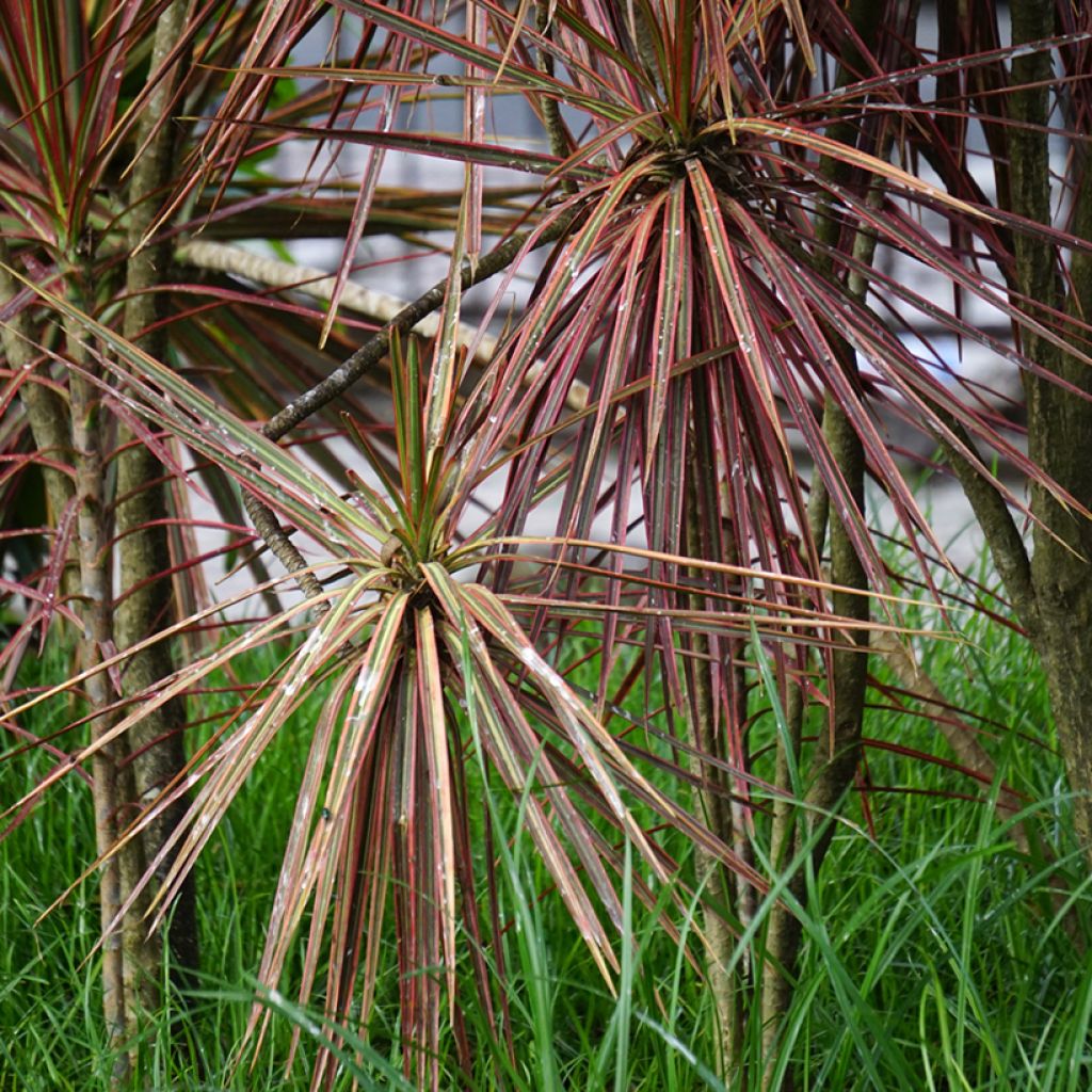 Dracaena Magenta - Dragonnier de Madagascar