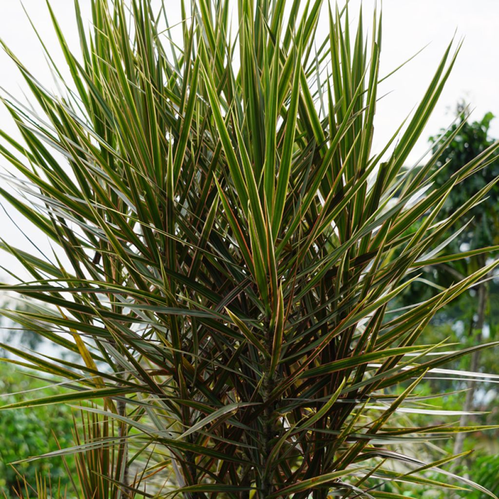 Dracaena Magenta - Dragonnier de Madagascar