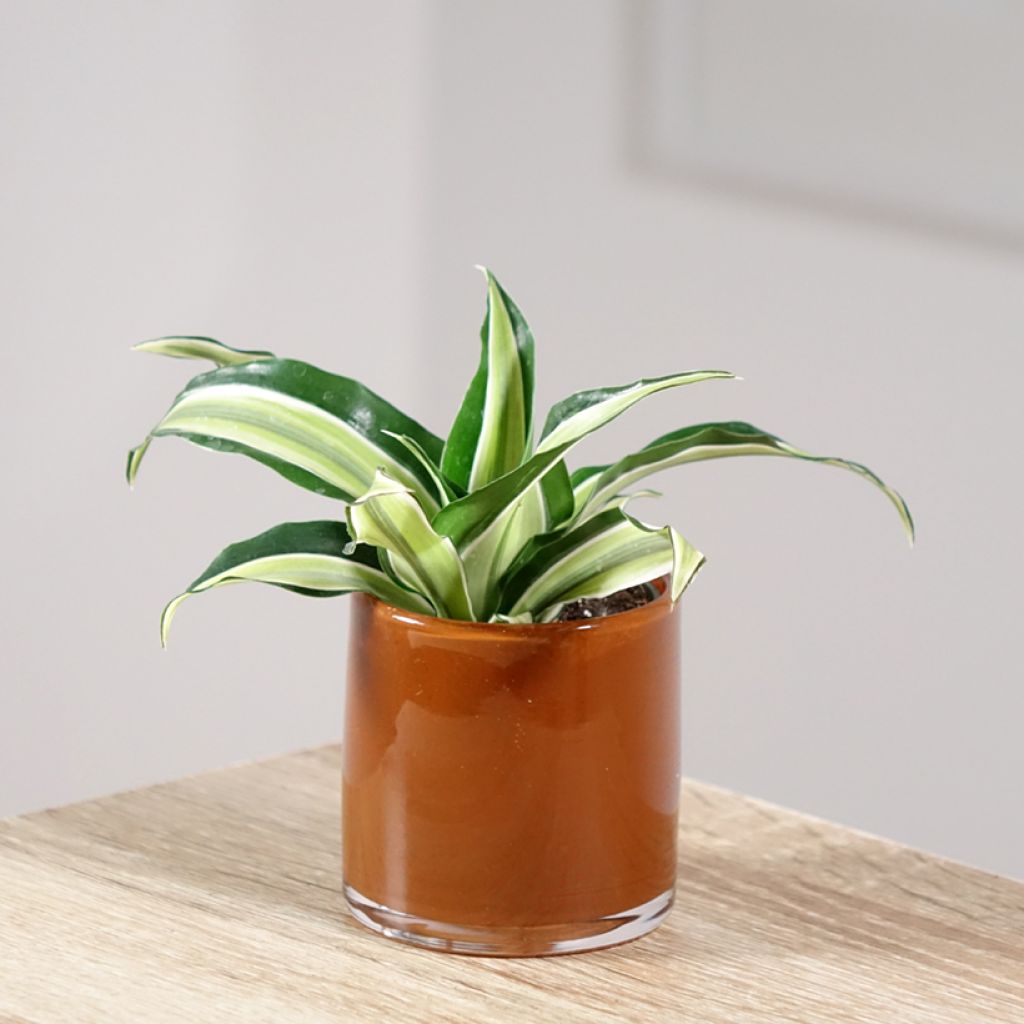 Dracaena Malaika - Dragonnier 