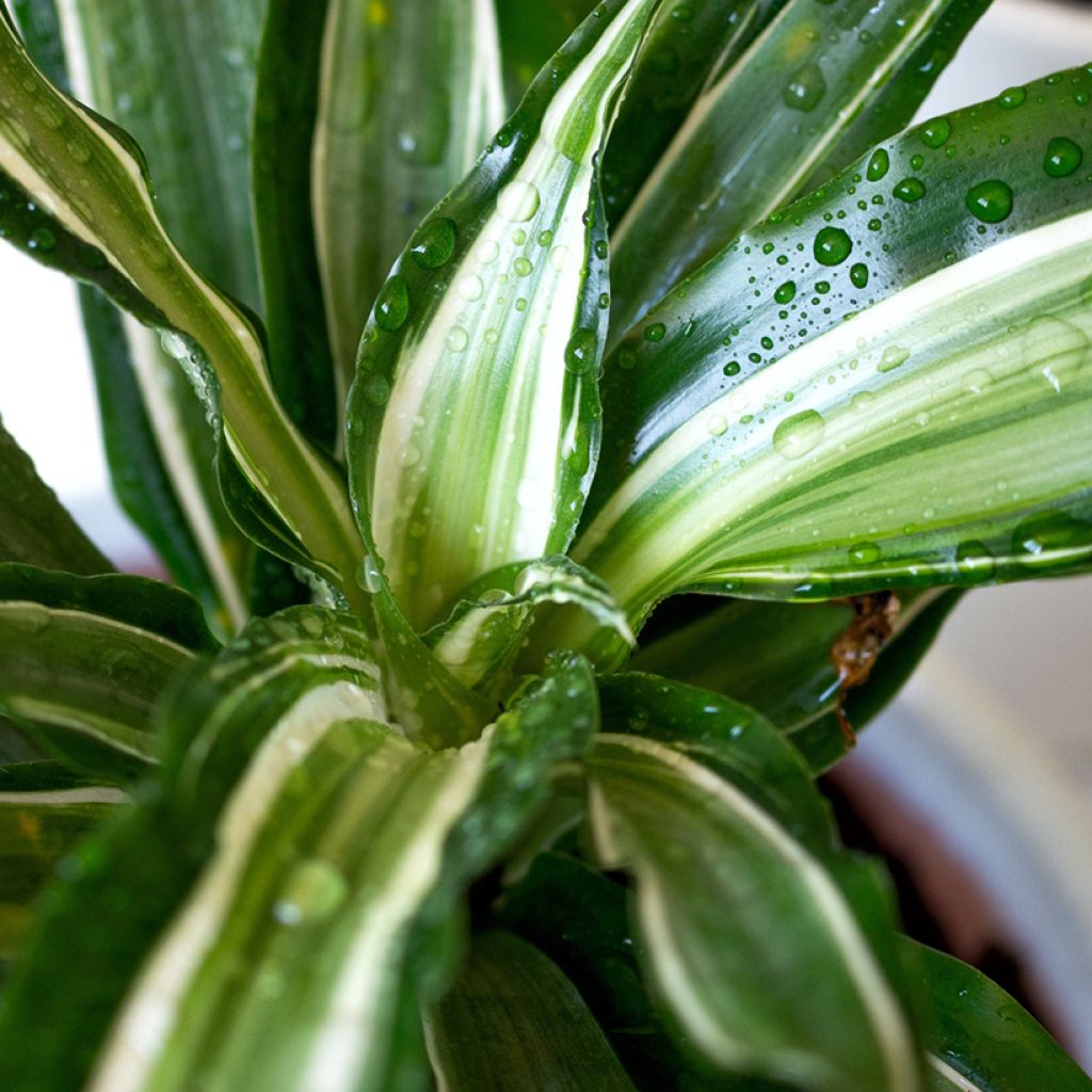 Dracaena Malaika - Dragonnier 