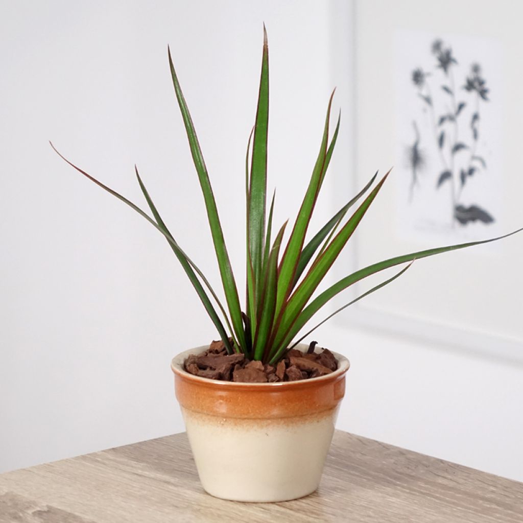 Dracaena marginata - Dragonnier de Madagascar