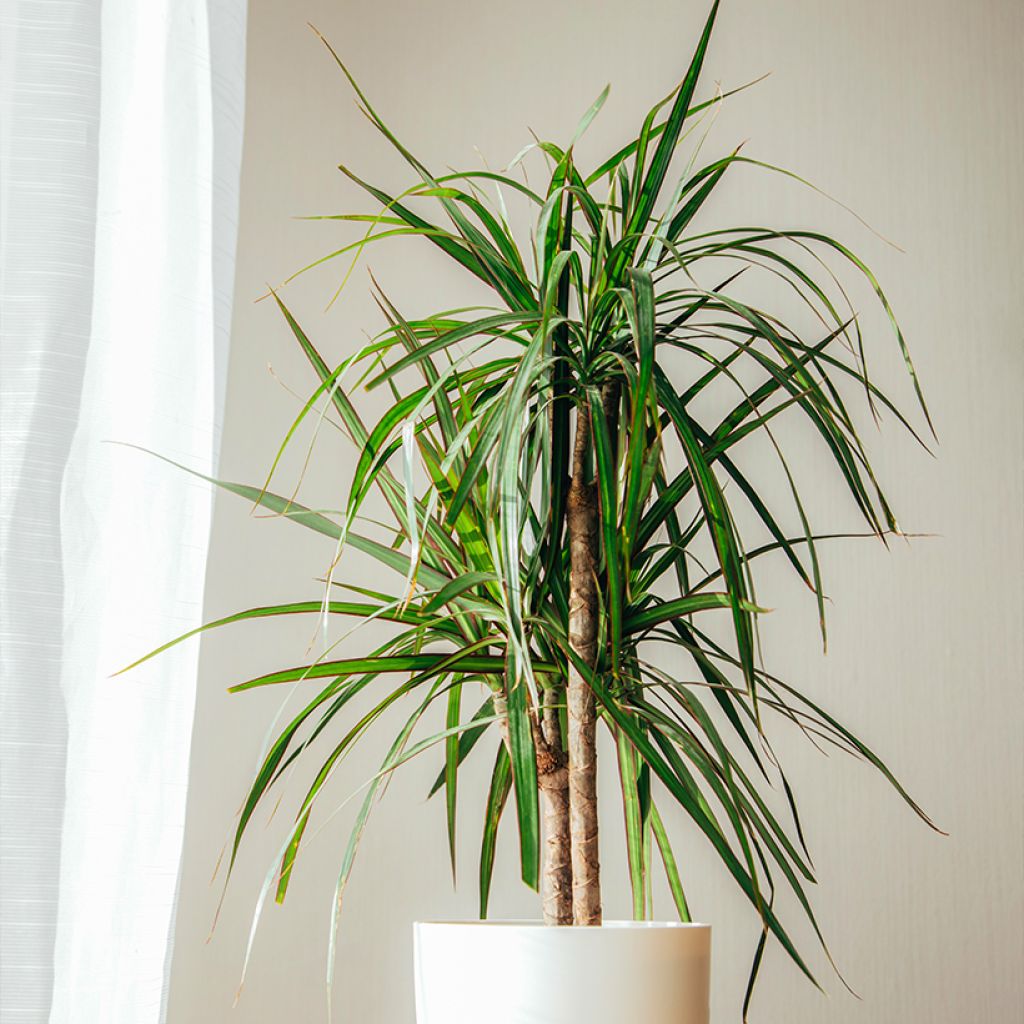 Dracaena marginata - Dragonnier de Madagascar