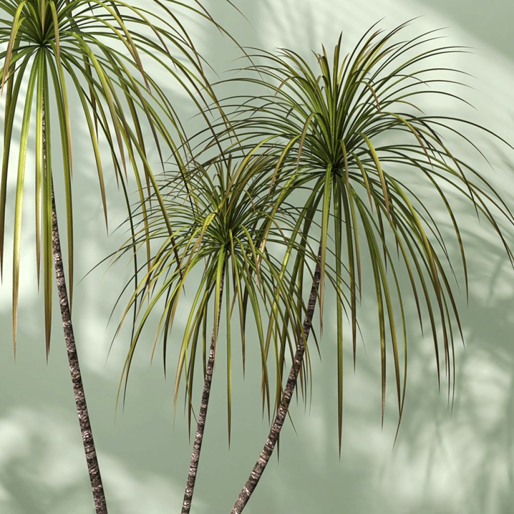 Dracaena marginata - Dragonnier de Madagascar
