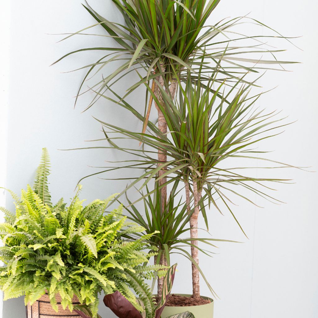 Dracaena marginata - Dragonnier de Madagascar