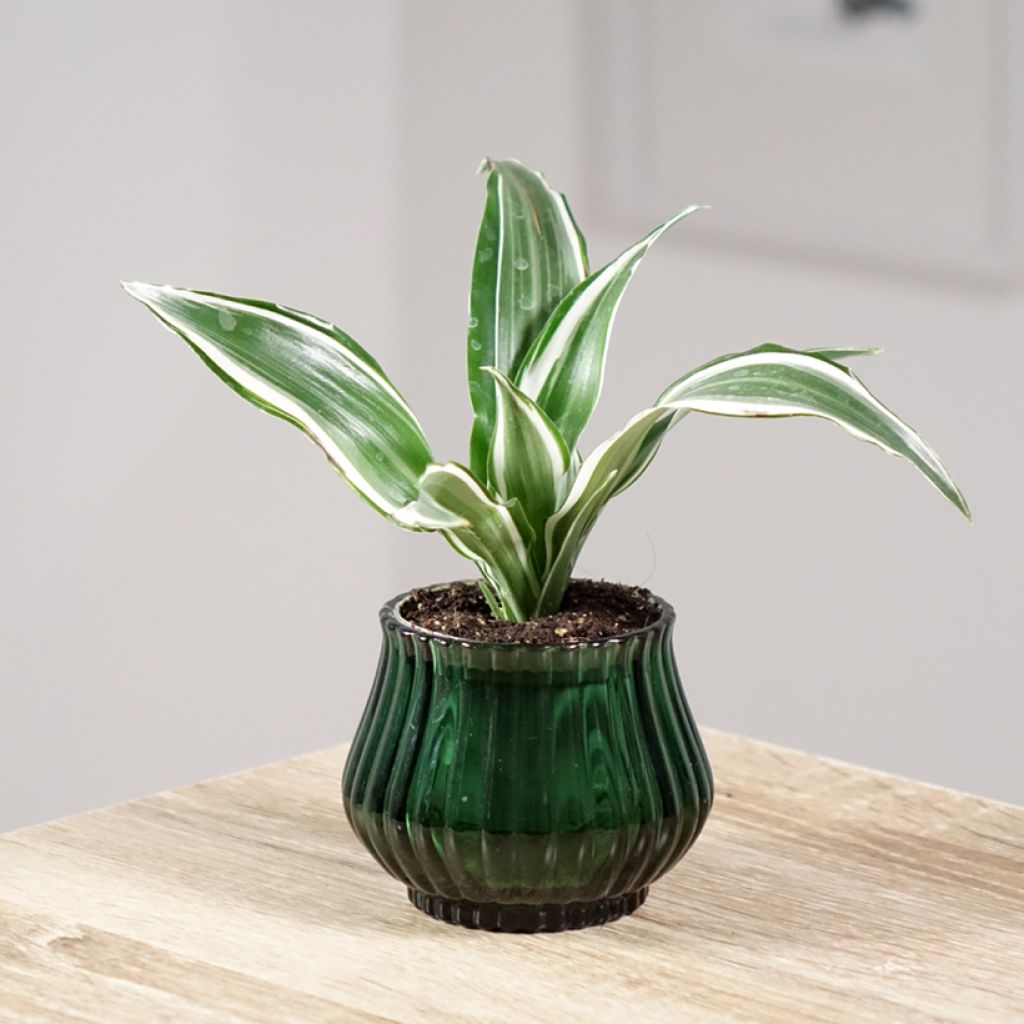 Dracaena White Jewel - Dragonnier