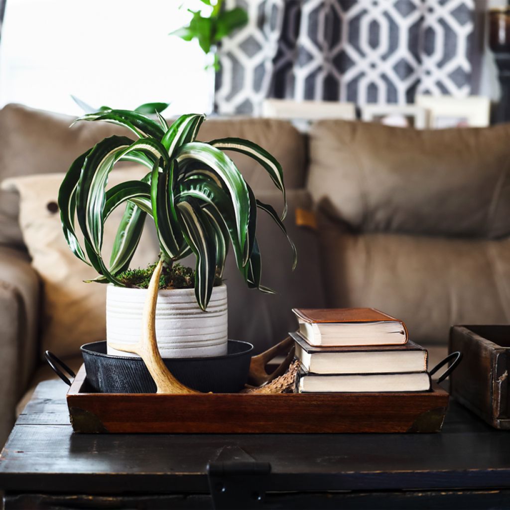 Dracaena White Jewel - Dragonnier