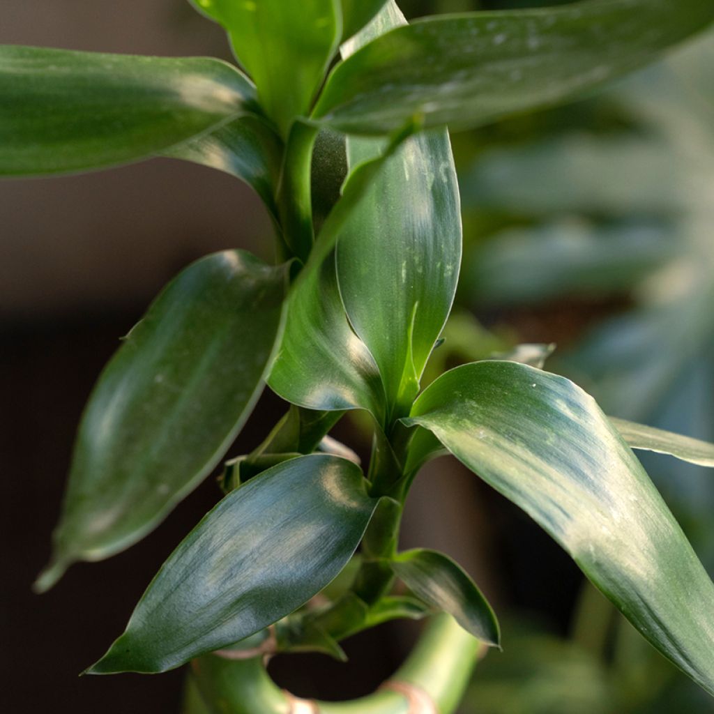 Dracaena sanderiana - Lucky bamboo