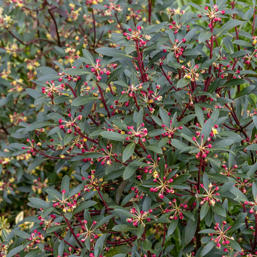 Drimys Red Spice - Poivre de Tasmanie
