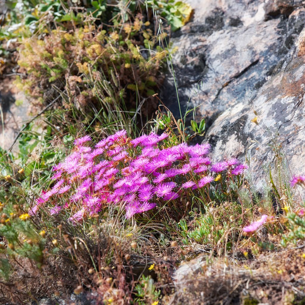 Drosanthemum candens (= floribundum)