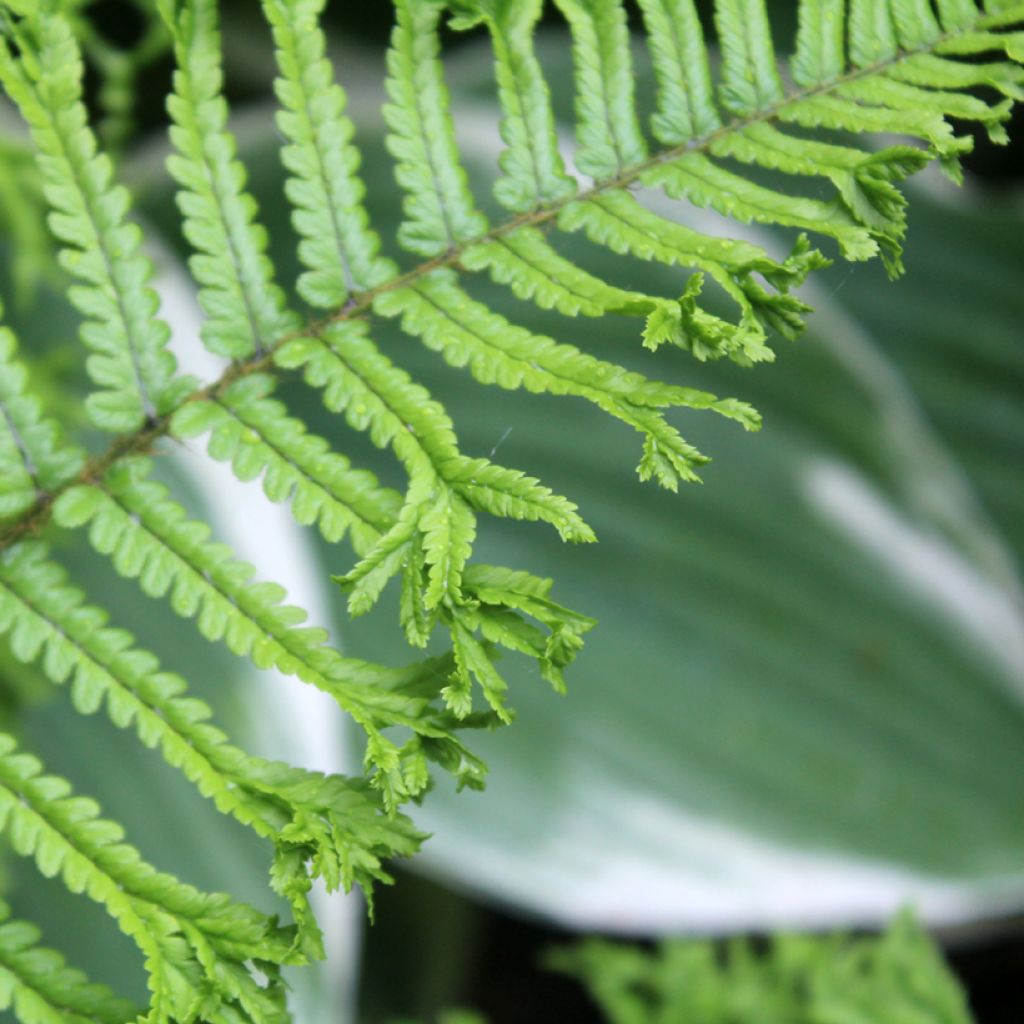 Dryopteris affinis Cristata ou The King - Fausse Fougère mâle