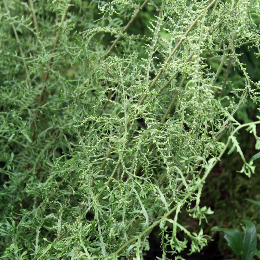 Dryopteris filix-mas Linearis Polydactyla - Fougère mâle