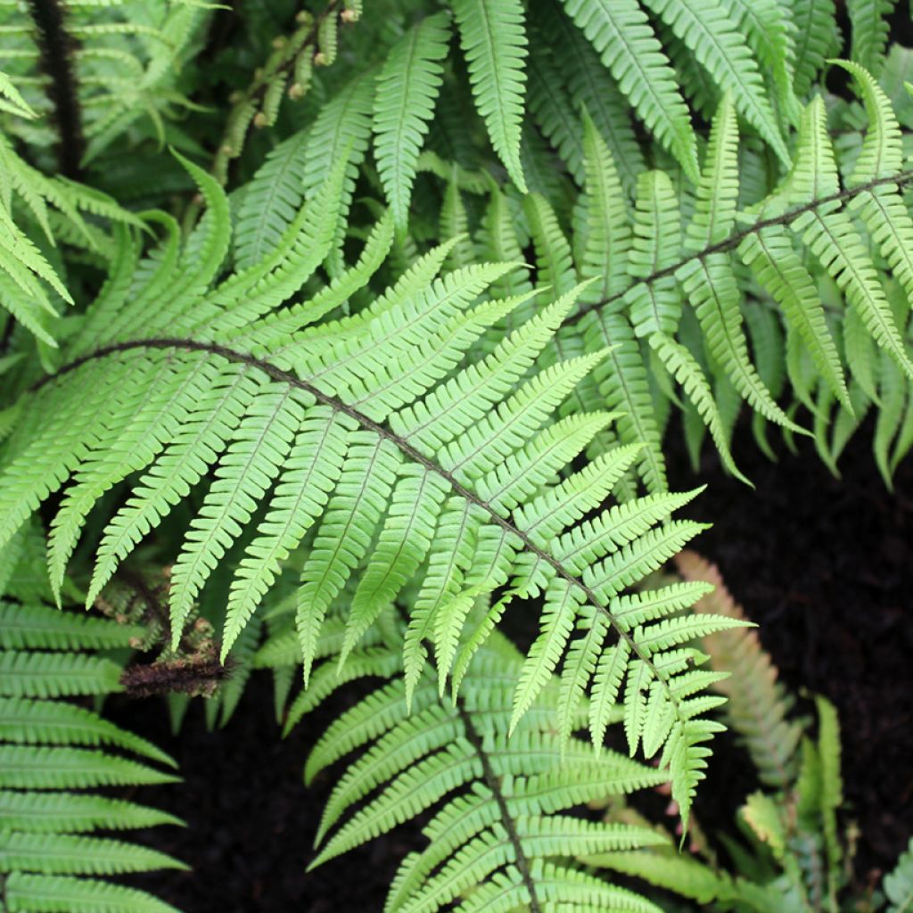 Dryopteris wallichiana - Fougère