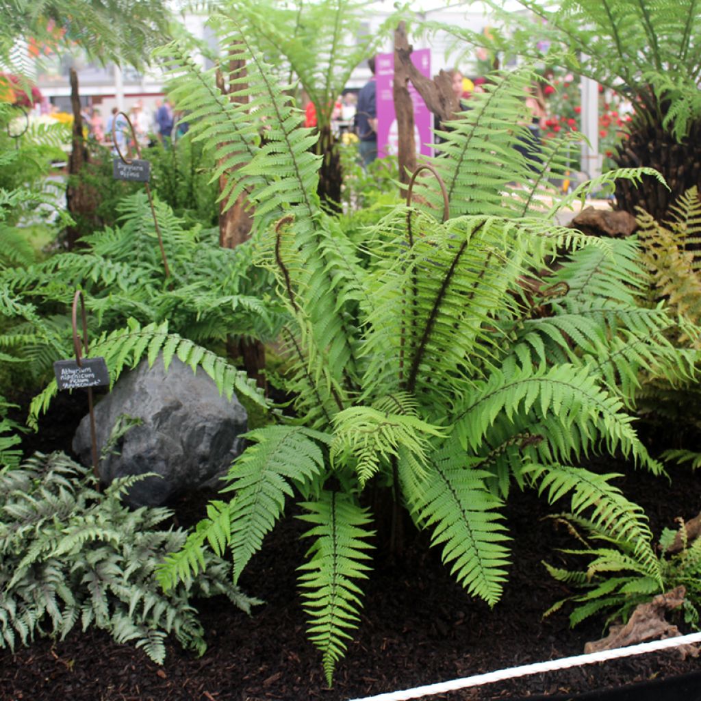 Dryopteris wallichiana - Fougère