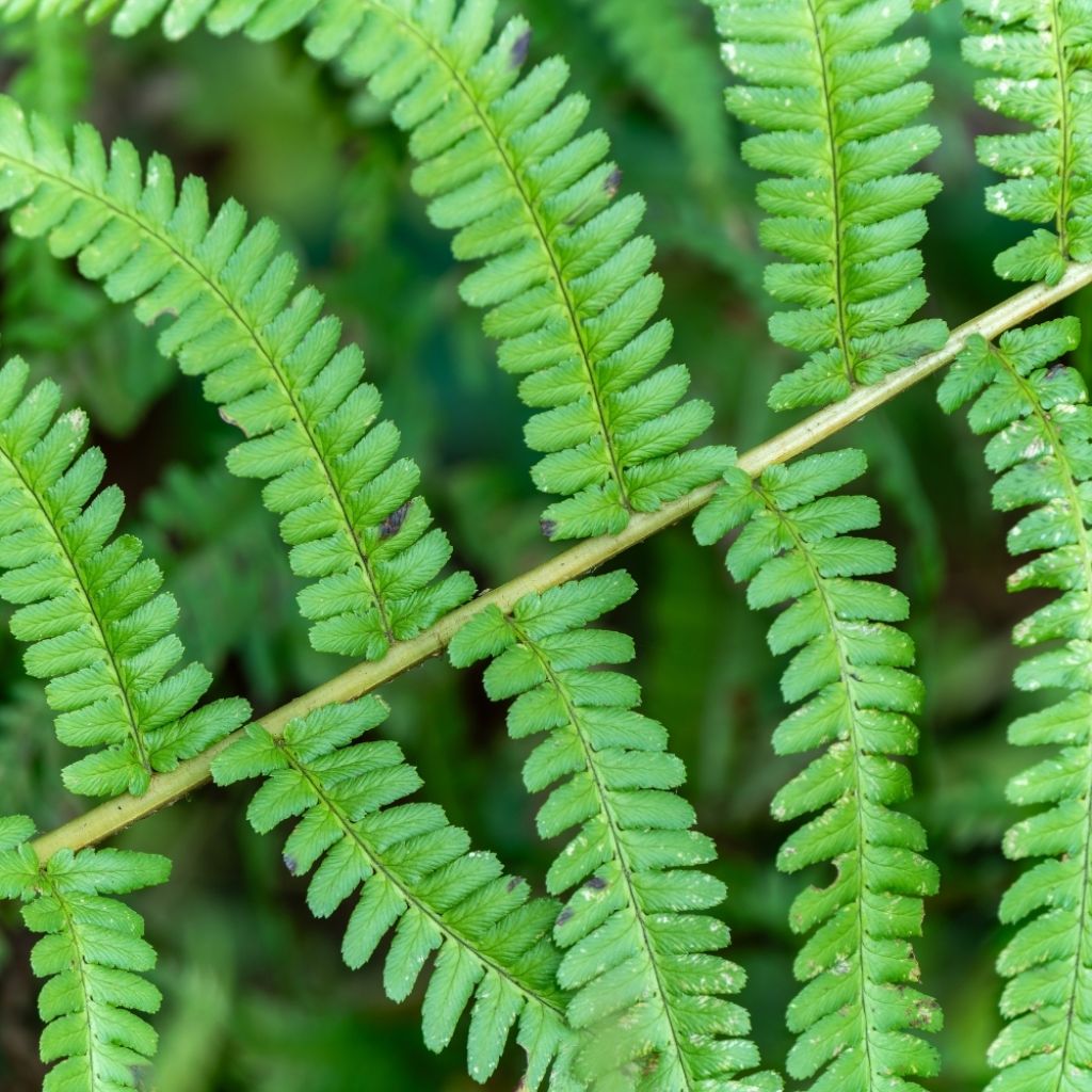 Dryopteris filix-mas - Fougère mâle
