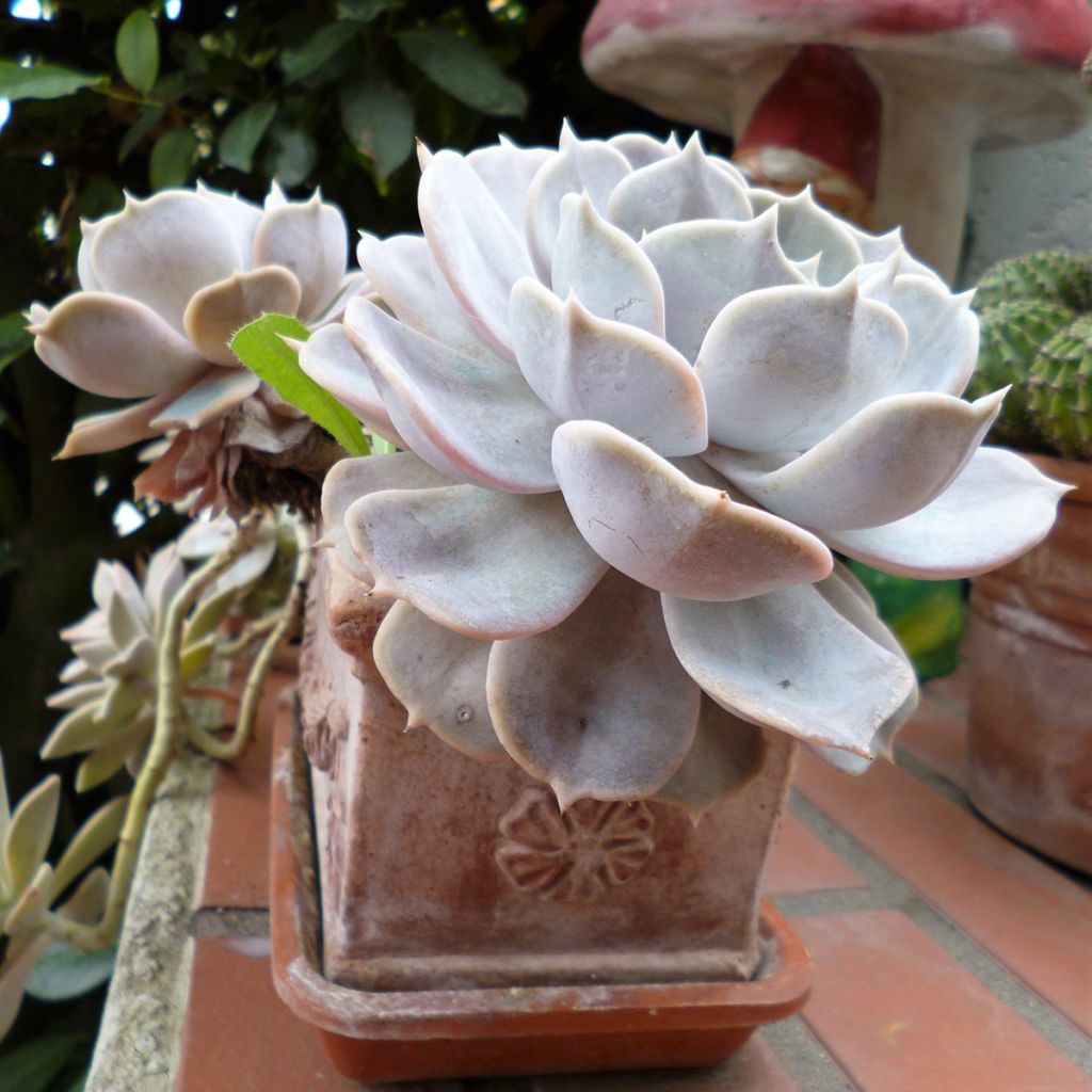Echeveria Lola