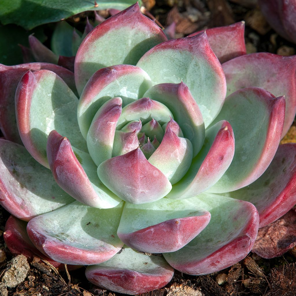 Echeveria Nina