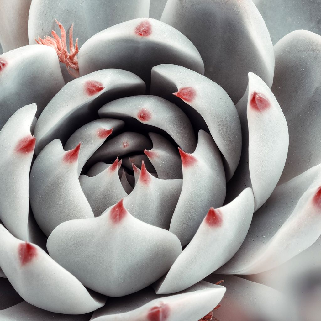Echeveria Parva