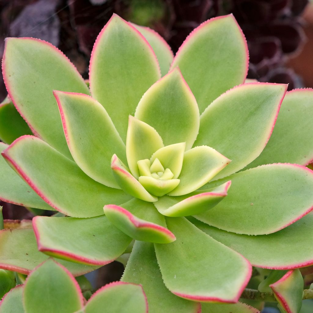 Echeveria Pink Edge