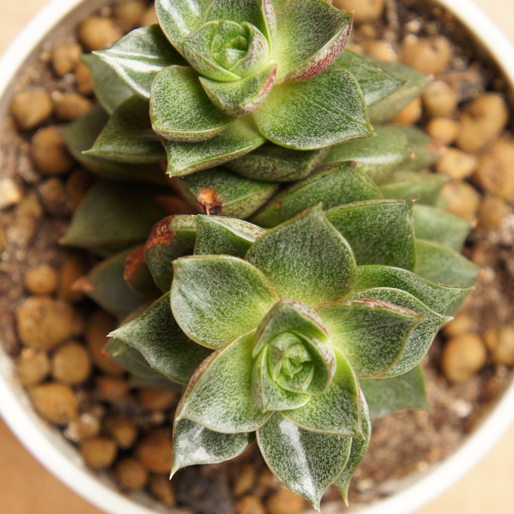 Echeveria purpusiorum