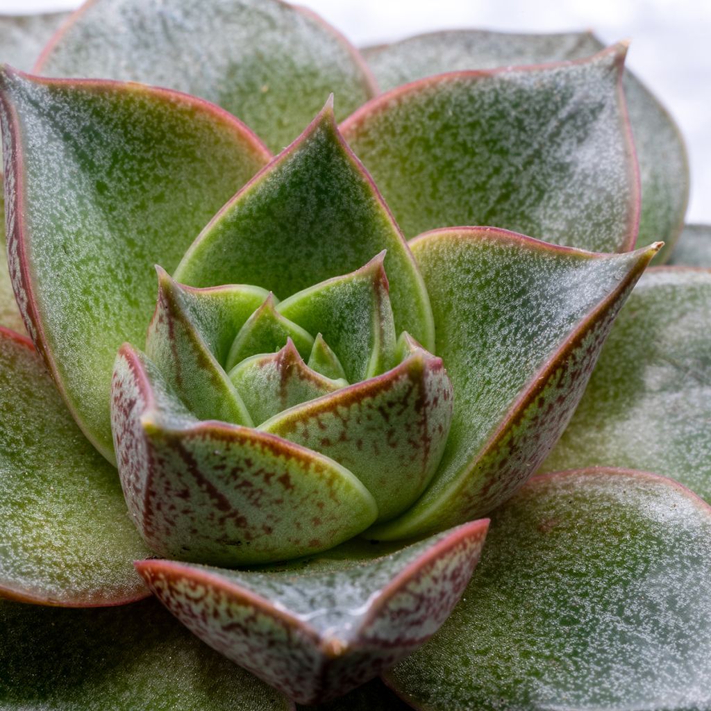 Echeveria purpusiorum