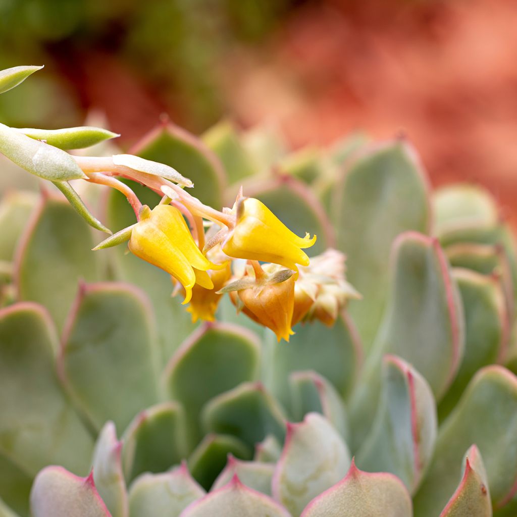 Echeveria pulidonis