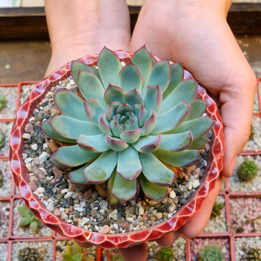 Echeveria pulidonis