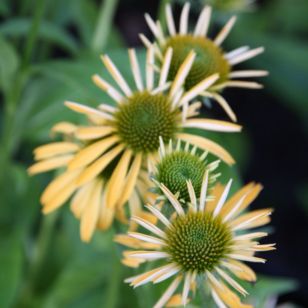 Echinacea Harvest Moon - Echinacée