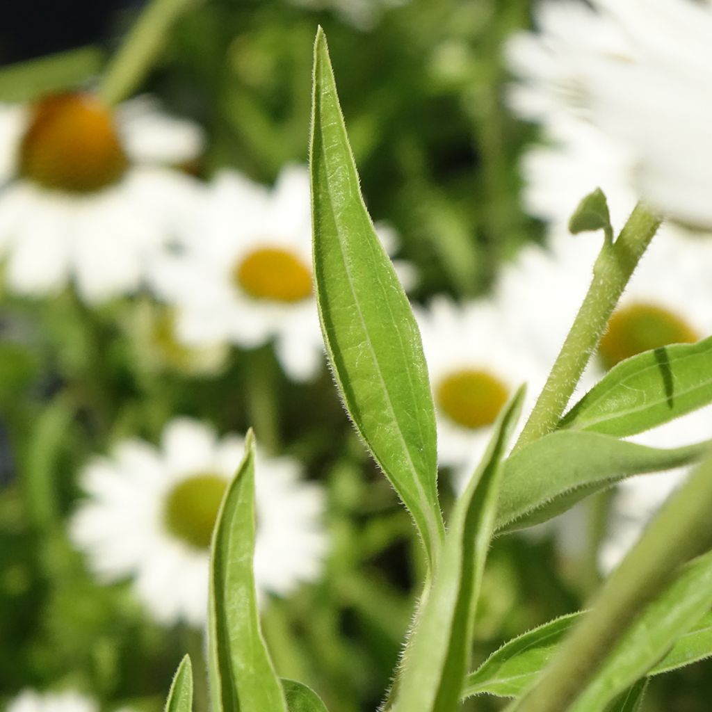 Echinacea purpurea White Meditation