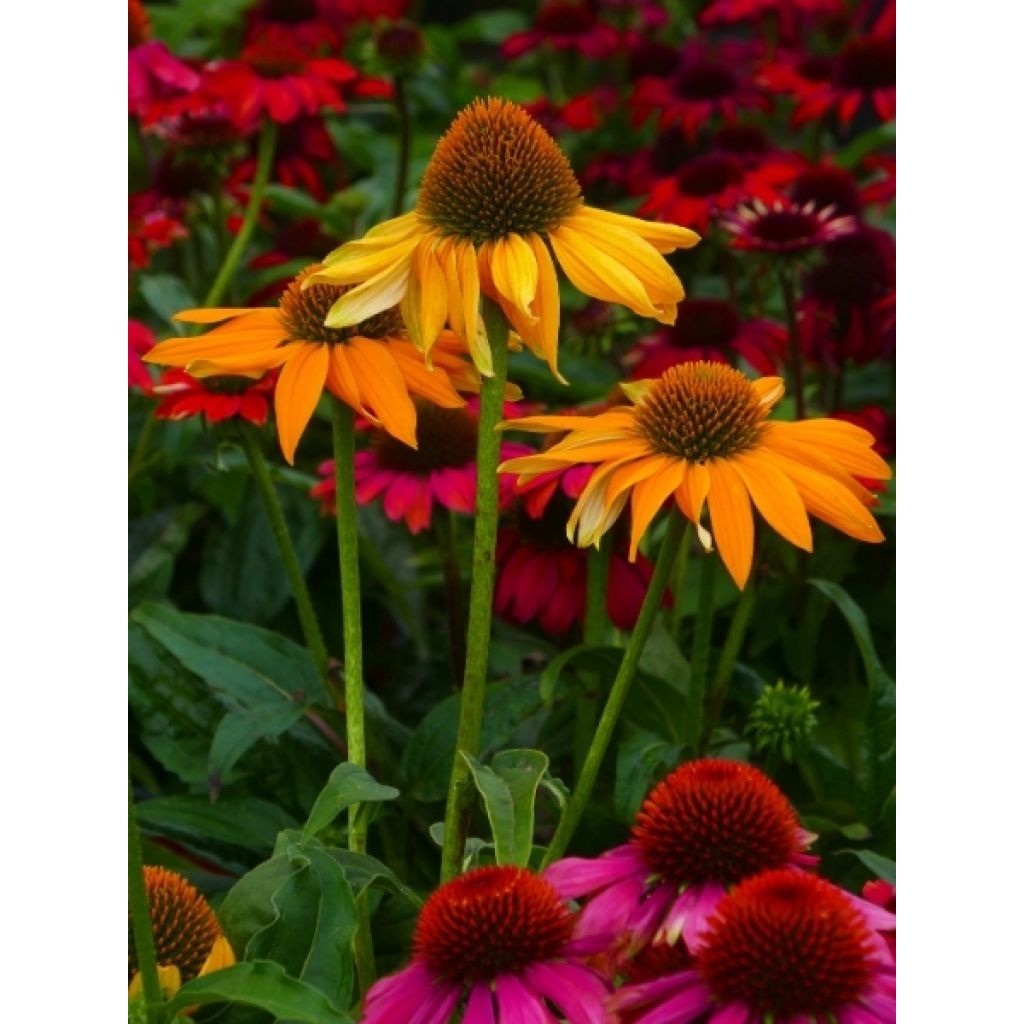 Echinacea Cheyenne Spirit - Echinacée