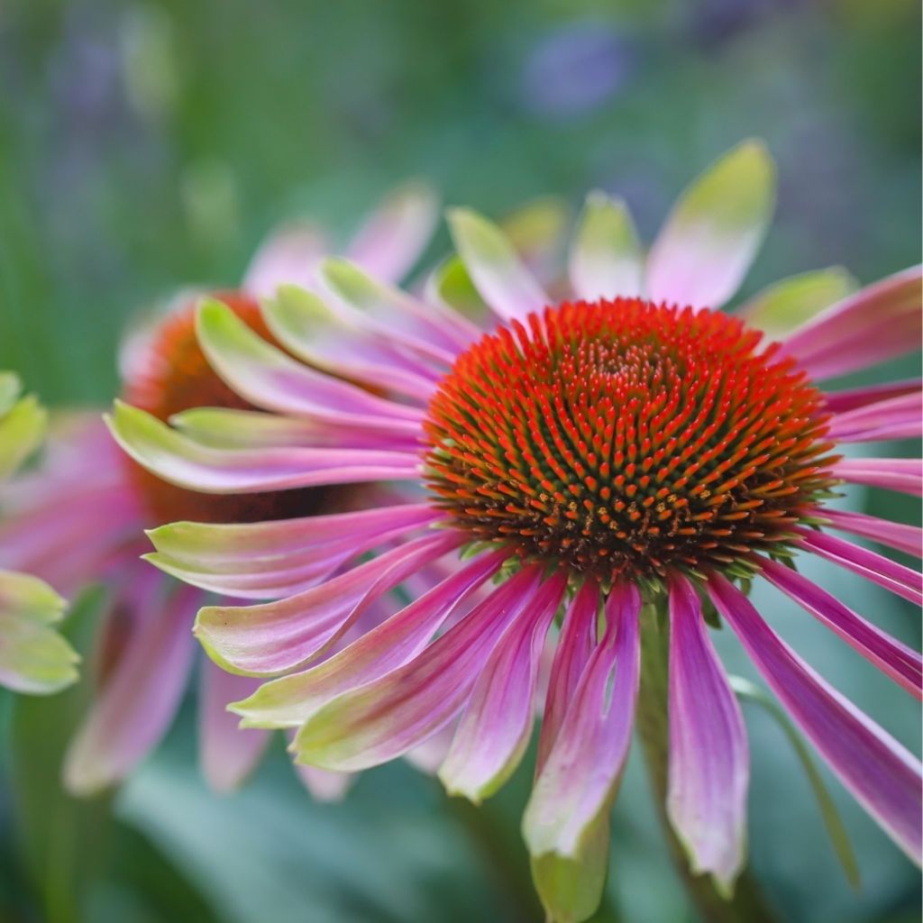 Echinacea Green Twister - Echinacée
