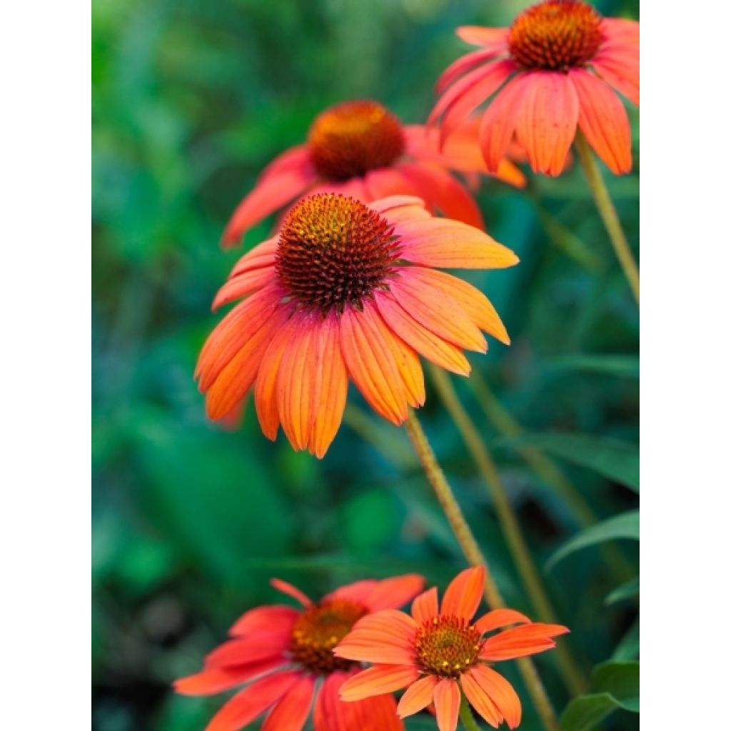 Echinacea Julia - Echinacée