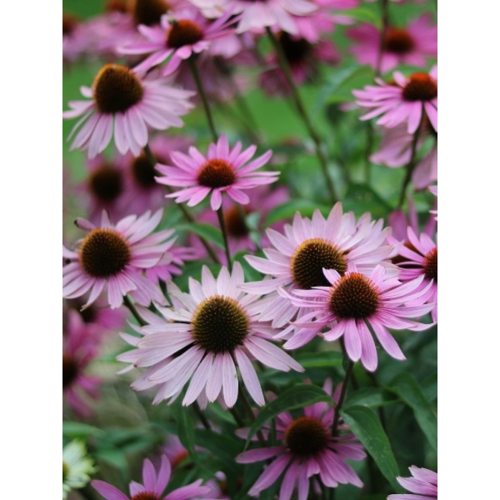 Echinacea purpurea Augustkönigin - Echinacée