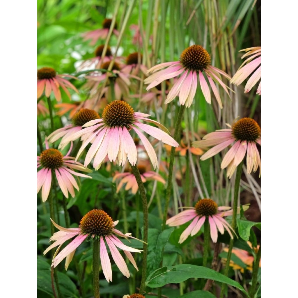 Echinacea purpurea Summer Cocktail