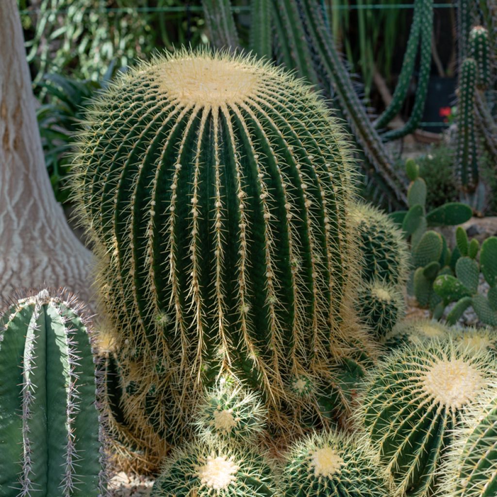 Echinocactus grusonii - Coussin de Belle-mère