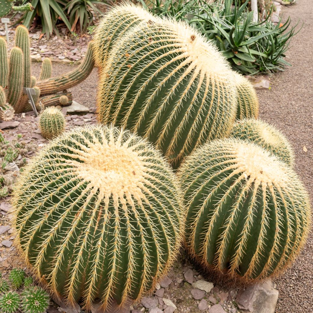 Echinocactus grusonii - Coussin de Belle-mère