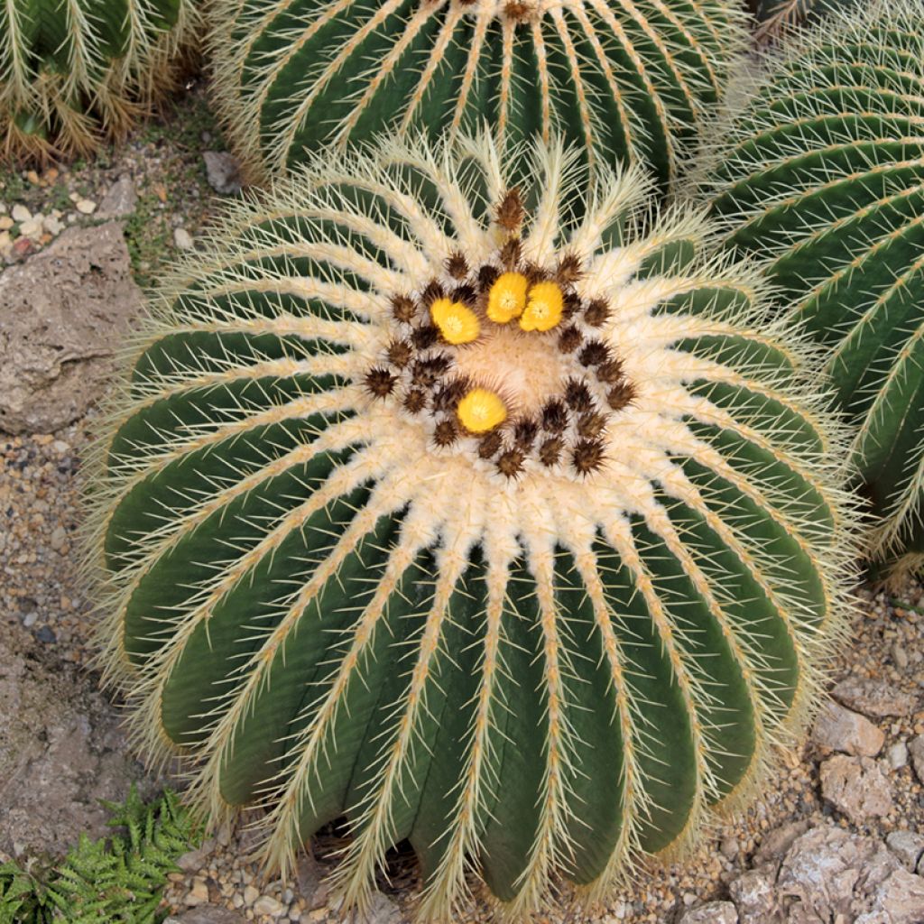 Echinocactus grusonii - Coussin de Belle-mère